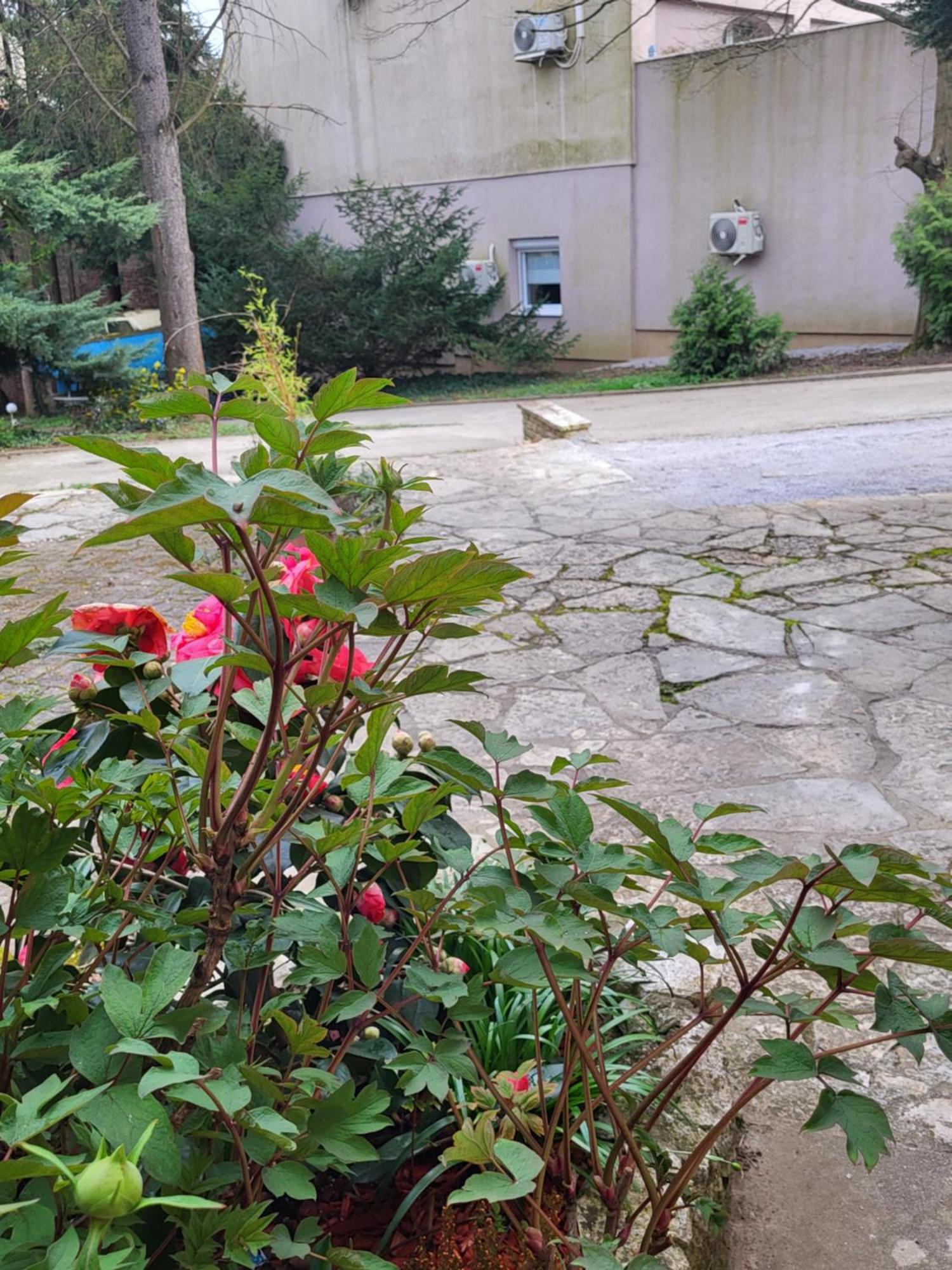 Villa Vino & Grad Zagreb Eksteriør billede